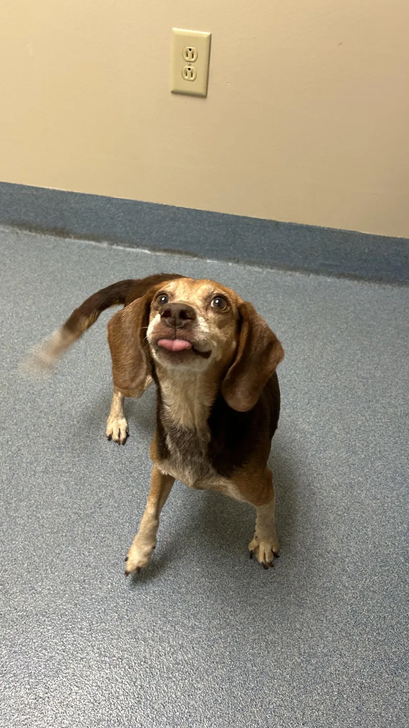 A senior small-sized female Brown / Chocolate Beagle dog named Shelley Duvall for adoption in Suffolk, VA