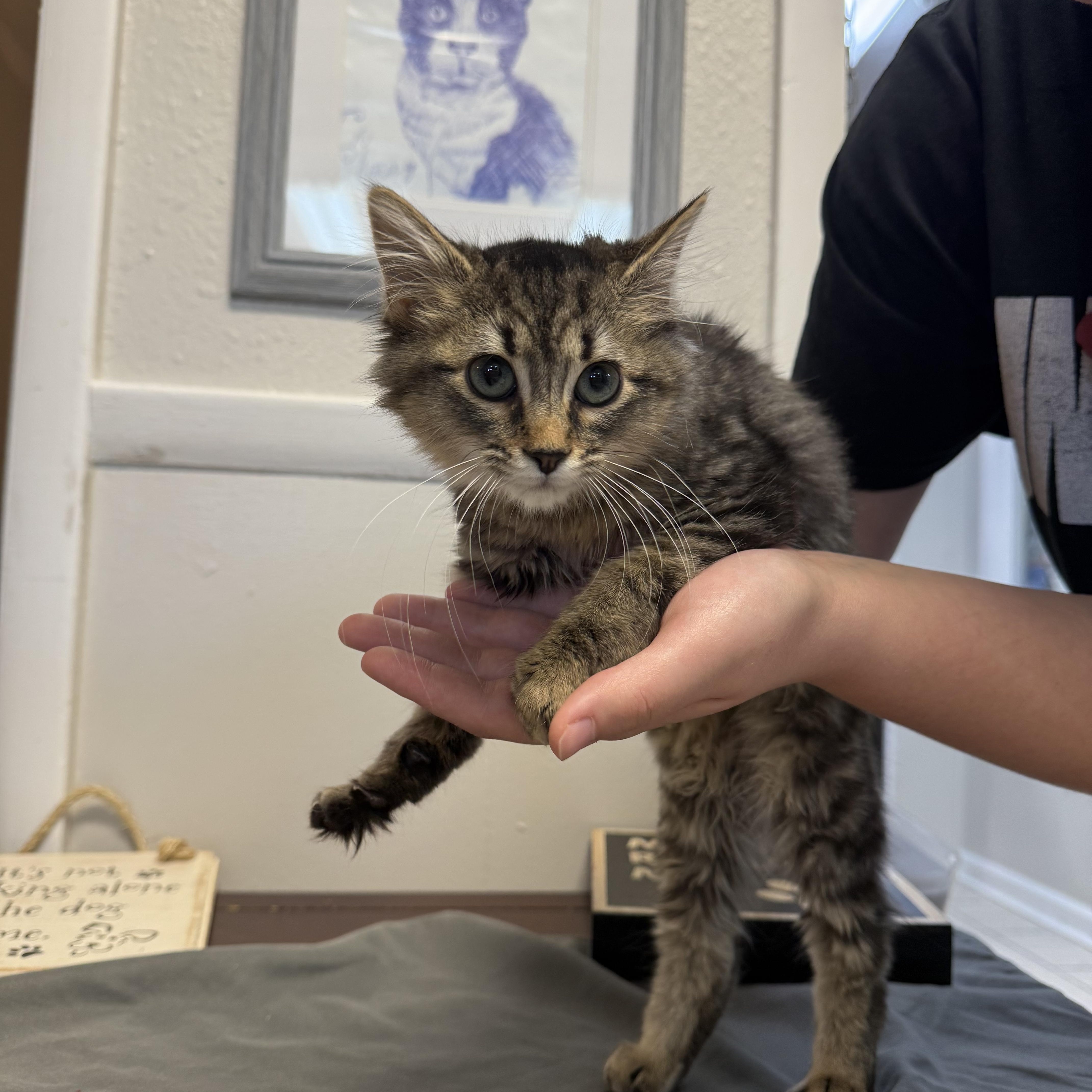 A baby small-sized female Tabby (Brown / Chocolate) Domestic Medium Hair cat named Sassy for adoption in Hendersonville, TN