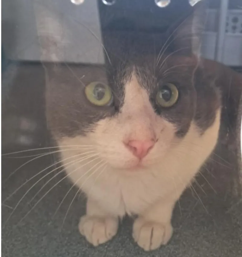 An adult large-sized male Gray & White Domestic Short Hair cat named Grey Ninja for adoption in Marshall, NC