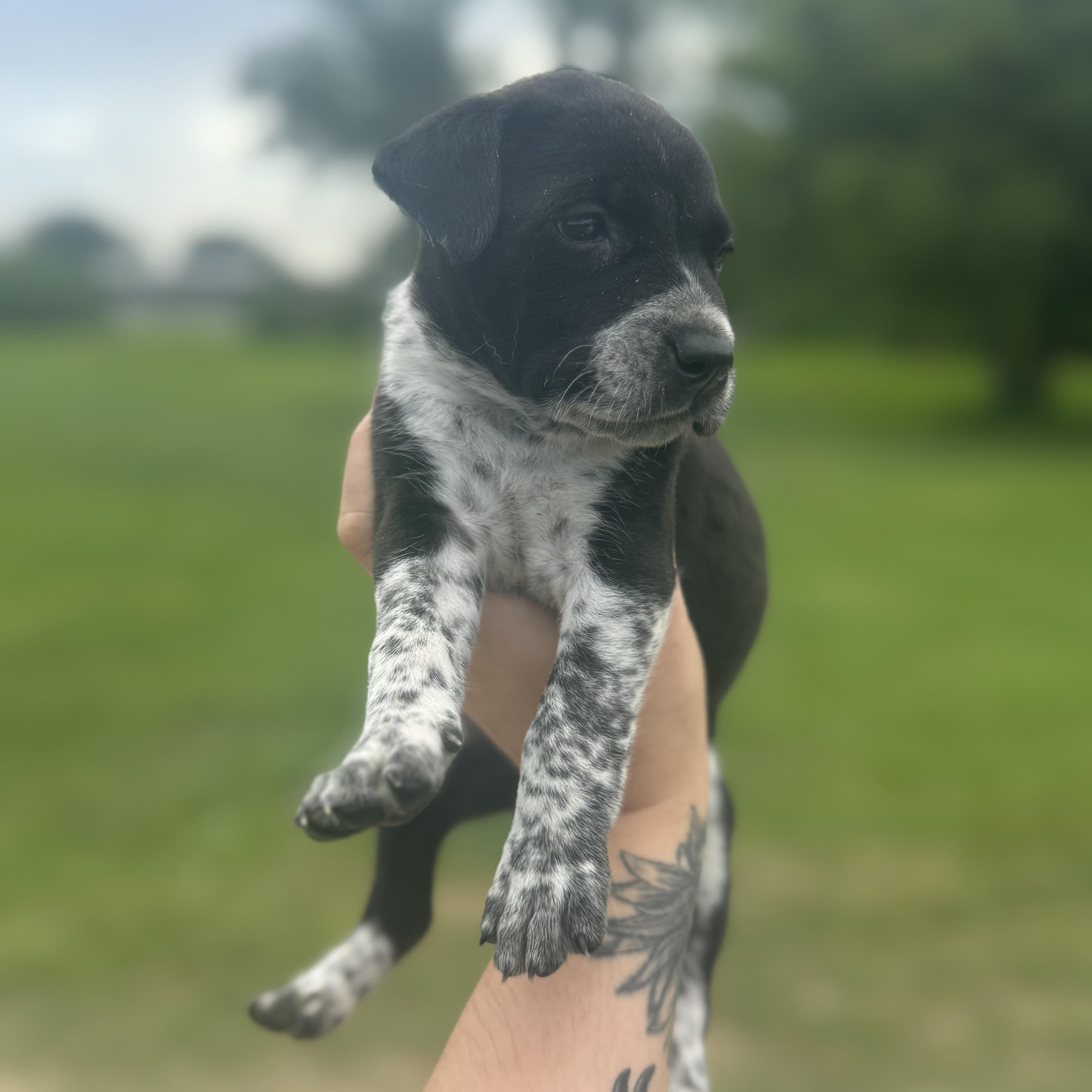 A baby medium-sized female American Staffordshire Terrier dog named Suki for adoption in Crosby, TX
