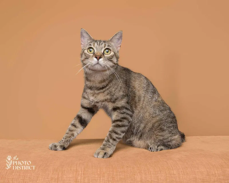An adult medium-sized female Domestic Short Hair cat named Miss Milkyway for adoption in Wilmington, NC