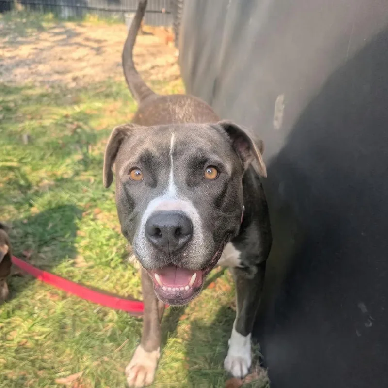 An adult large-sized male Mixed Breed dog named Antonio for adoption in Wheeling, IL