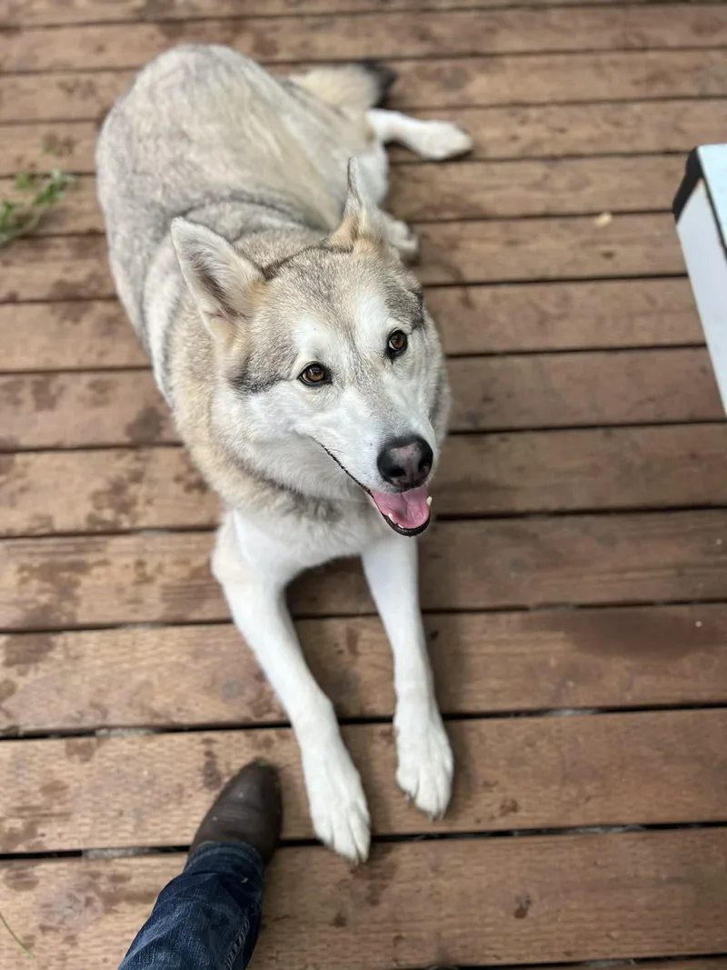 A young medium-sized male Alaskan Malamute dog named Keno for adoption in Seattle, WA