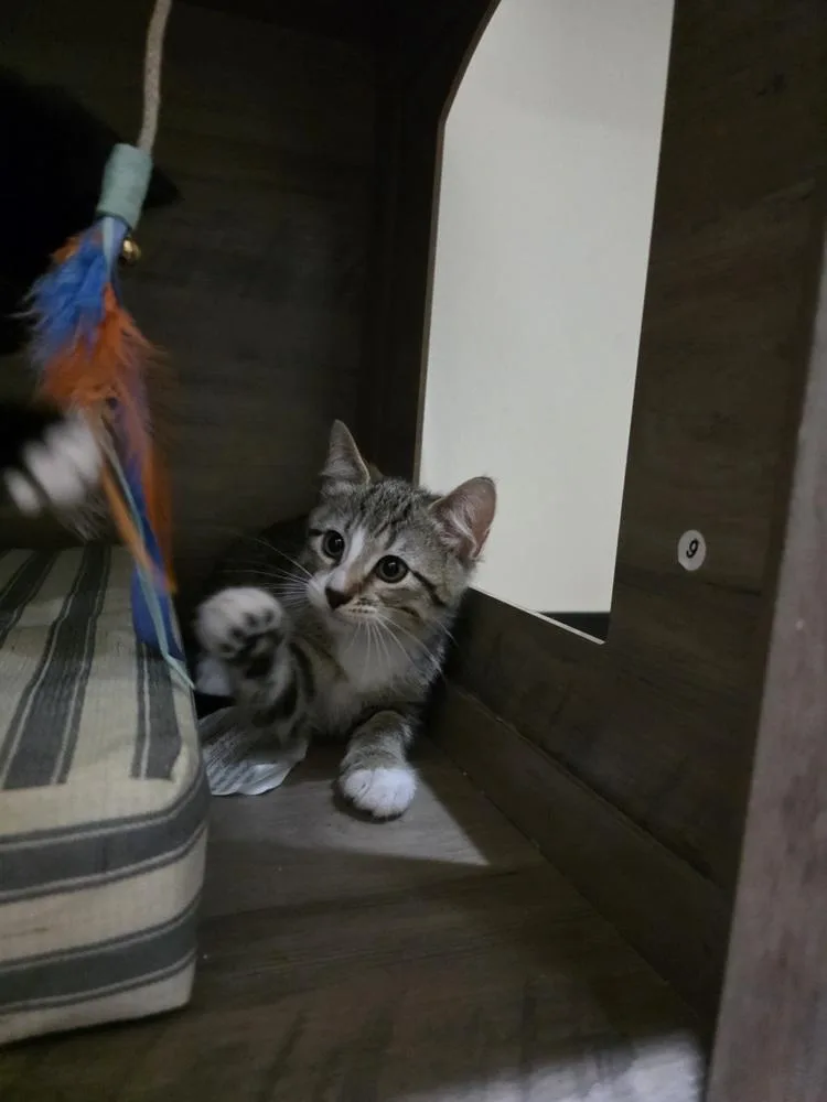 A baby small-sized male Tabby cat named Arte for adoption in Dallas, TX