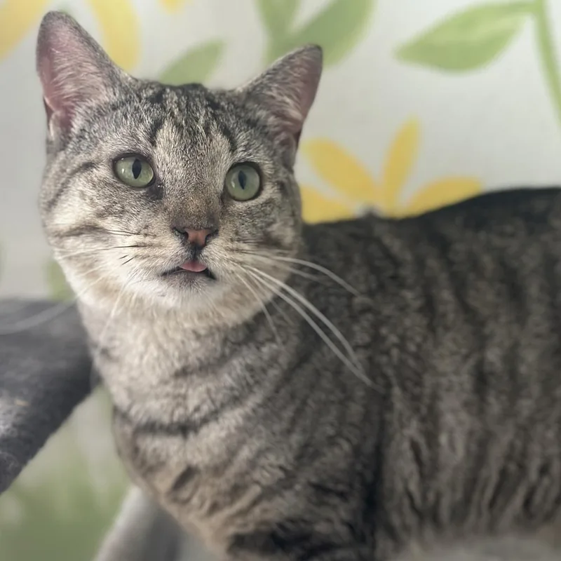 An adult small-sized female Tabby (Brown / Chocolate) Domestic Short Hair cat named Rose for adoption in Columbus, OH