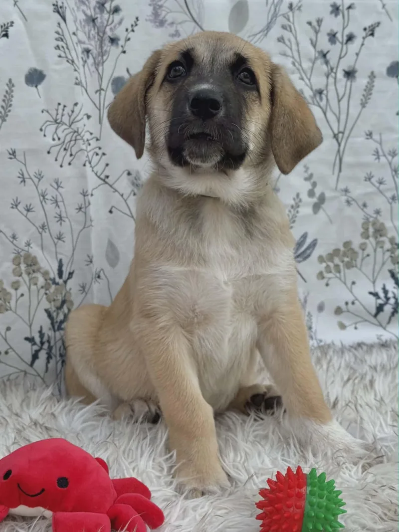 A baby medium-sized male Yellow / Tan / Blond / Fawn Shepherd dog named Meeko for adoption in Seguin, TX