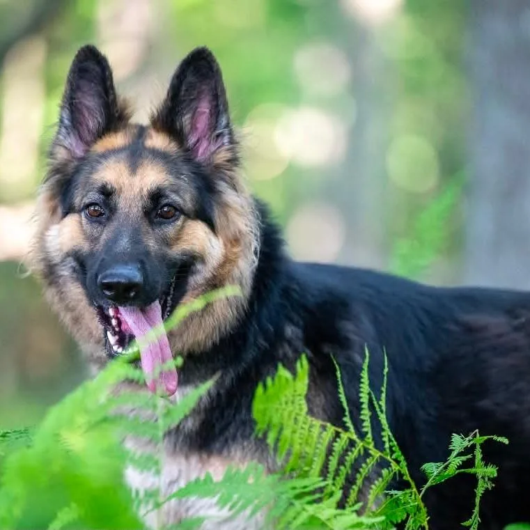 An adult large-sized female Black German Shepherd Dog dog named Nami for adoption in New Ringgold, PA