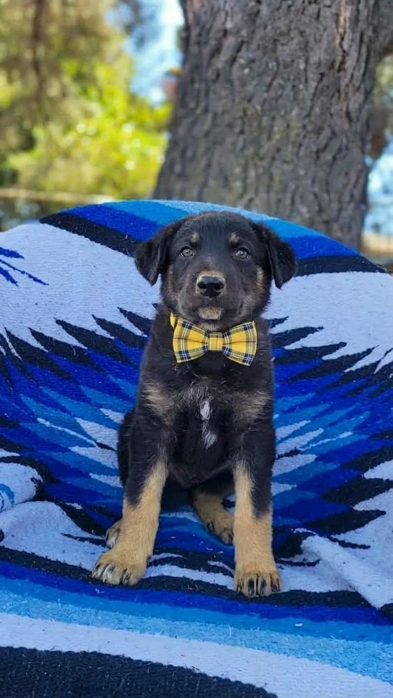 A baby large-sized male German Shepherd Dog dog named Woody for adoption in Anza, CA