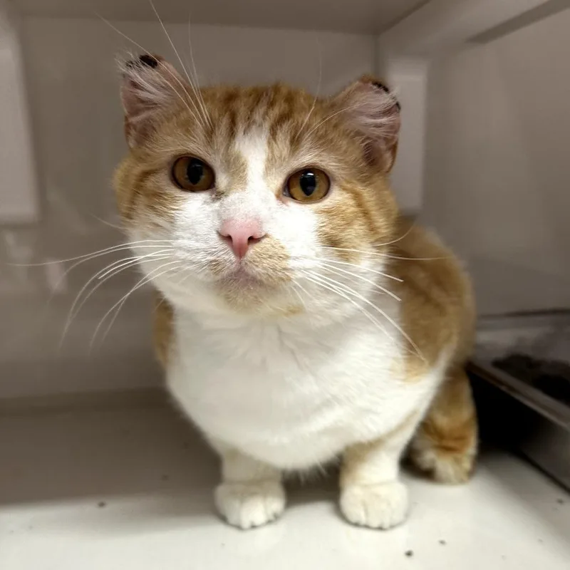 An adult medium-sized male Orange / Red Domestic Short Hair cat named Champ for adoption in Forest Park, IL