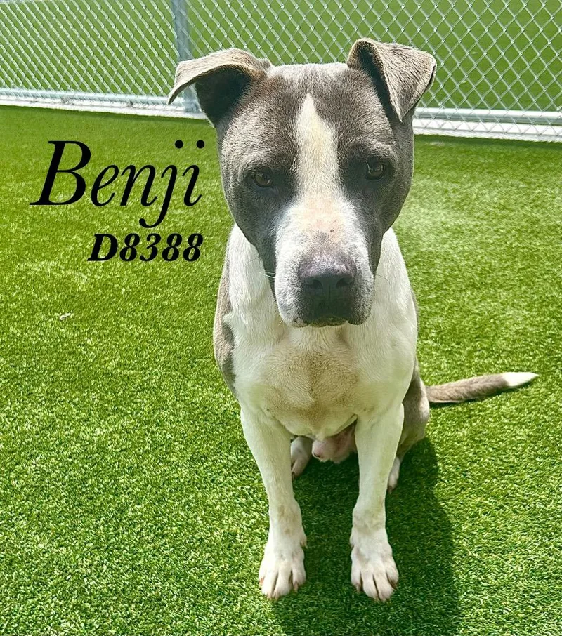An adult medium-sized male Pit Bull Terrier dog named Benji for adoption in Clarksville, TN