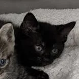 A baby small-sized female Black Domestic Short Hair cat named Unseen Beauty for adoption in Austin, TX