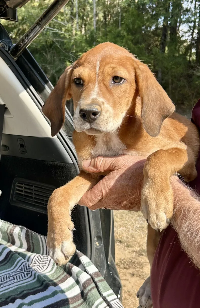 A baby medium-sized female Mixed Breed dog named Akeelah for adoption in Toms River, NJ