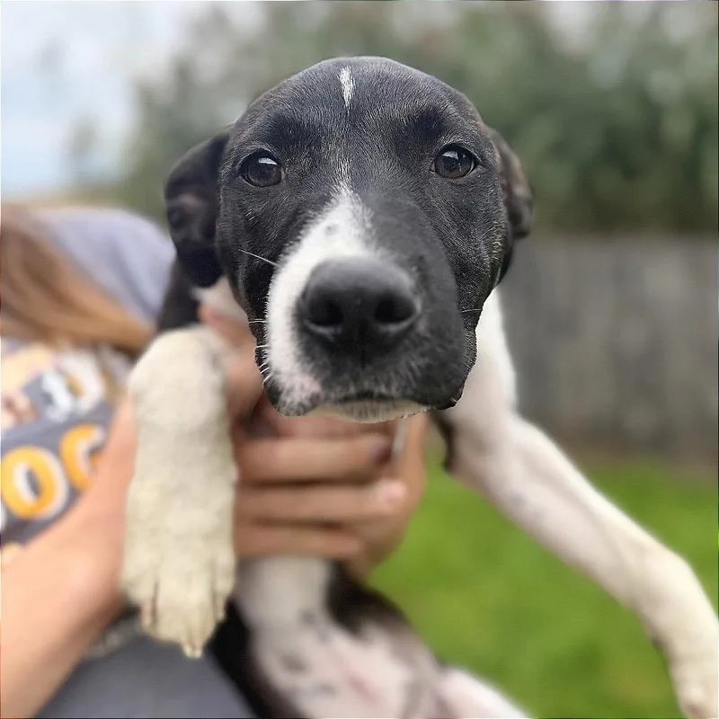 A baby small-sized female Mixed Breed dog named Punch for adoption in Bangall, NY