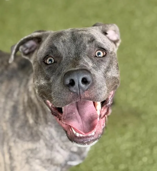 A young large-sized female Pit Bull Terrier dog named Cassidy for adoption in Canton, GA
