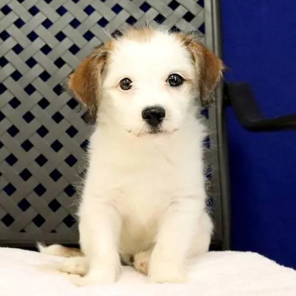 A baby small-sized male Terrier dog named Buttons for adoption in Midland, TX