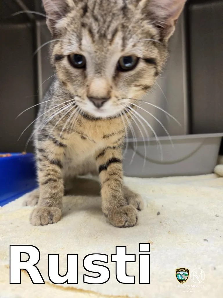 A baby small-sized male Domestic Short Hair cat named Rusti for adoption in Rocky Mount, NC