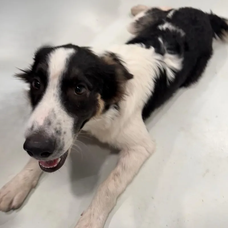 A young medium-sized male Black Collie dog named Bruce for adoption in Harlingen, TX