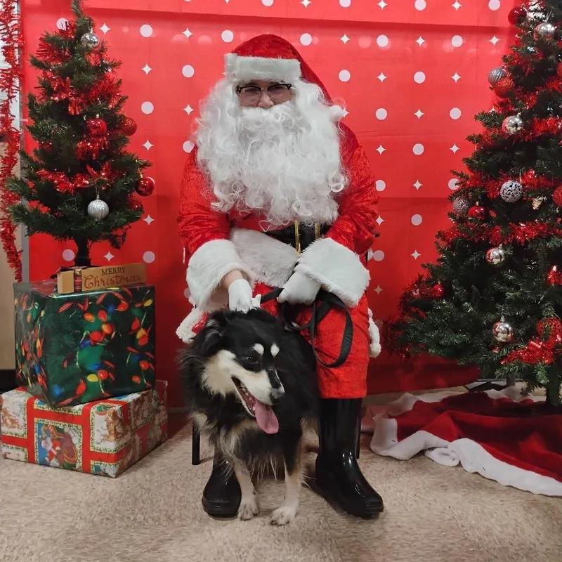 An adult medium-sized female Black Australian Shepherd dog named Stella for adoption in Kittanning, PA