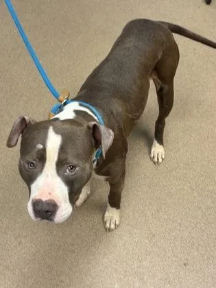 An adult large-sized male Mixed Breed dog named Crescent for adoption in Chamblee, GA