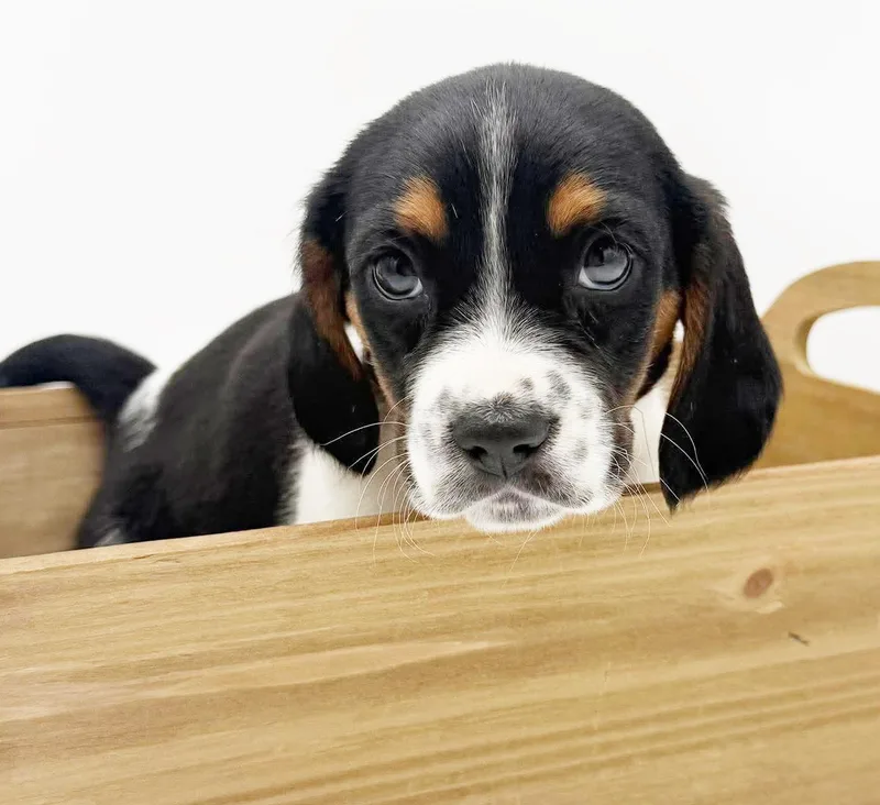 Tater Is A Treat! thumbnail 2