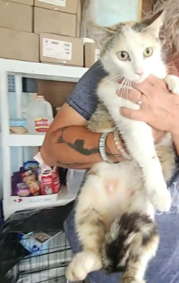 Gigi