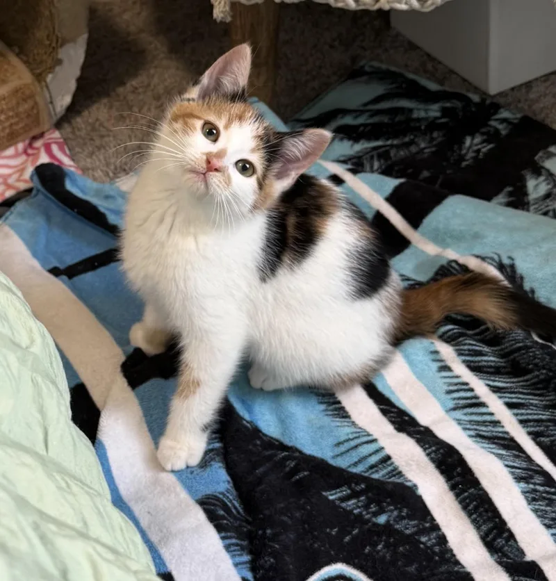 Claire The Calico