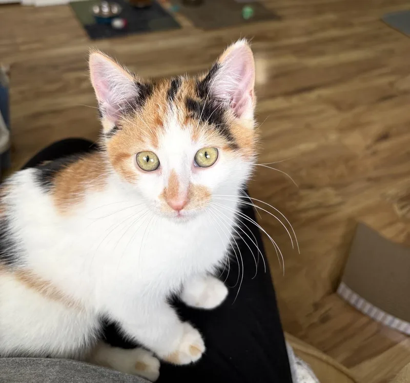 Claire The Calico thumbnail 2