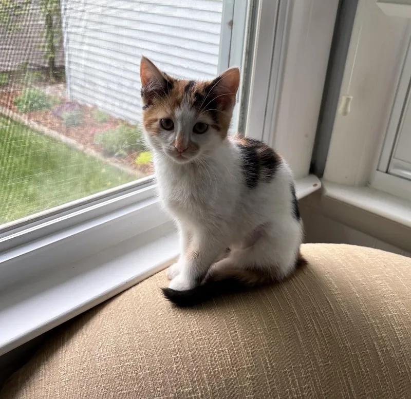 Claire The Calico thumbnail 3