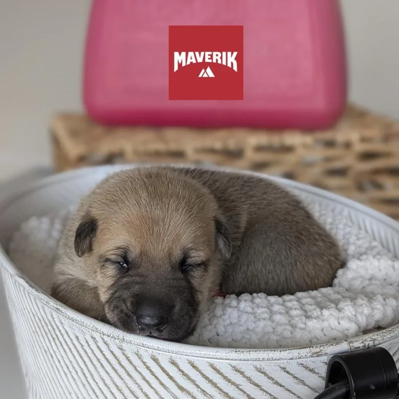 Maverik thumbnail 6
