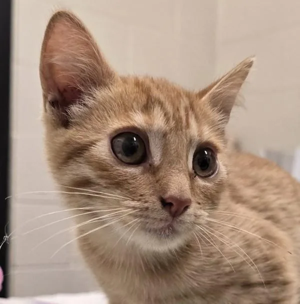 A baby small-sized female Domestic Short Hair cat named Shameema for adoption in El Cajon, CA