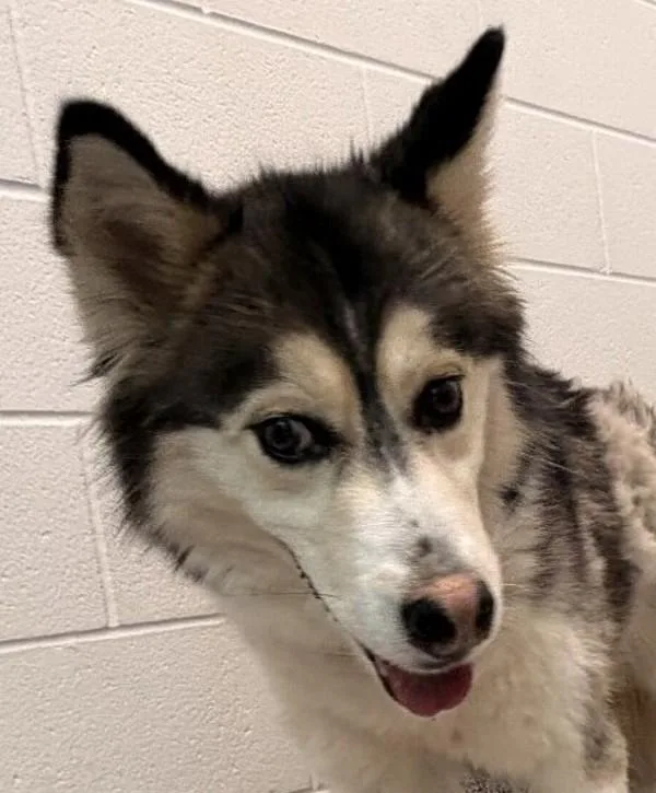 An adult large-sized female Siberian Husky dog named Royalty for adoption in Golden, CO