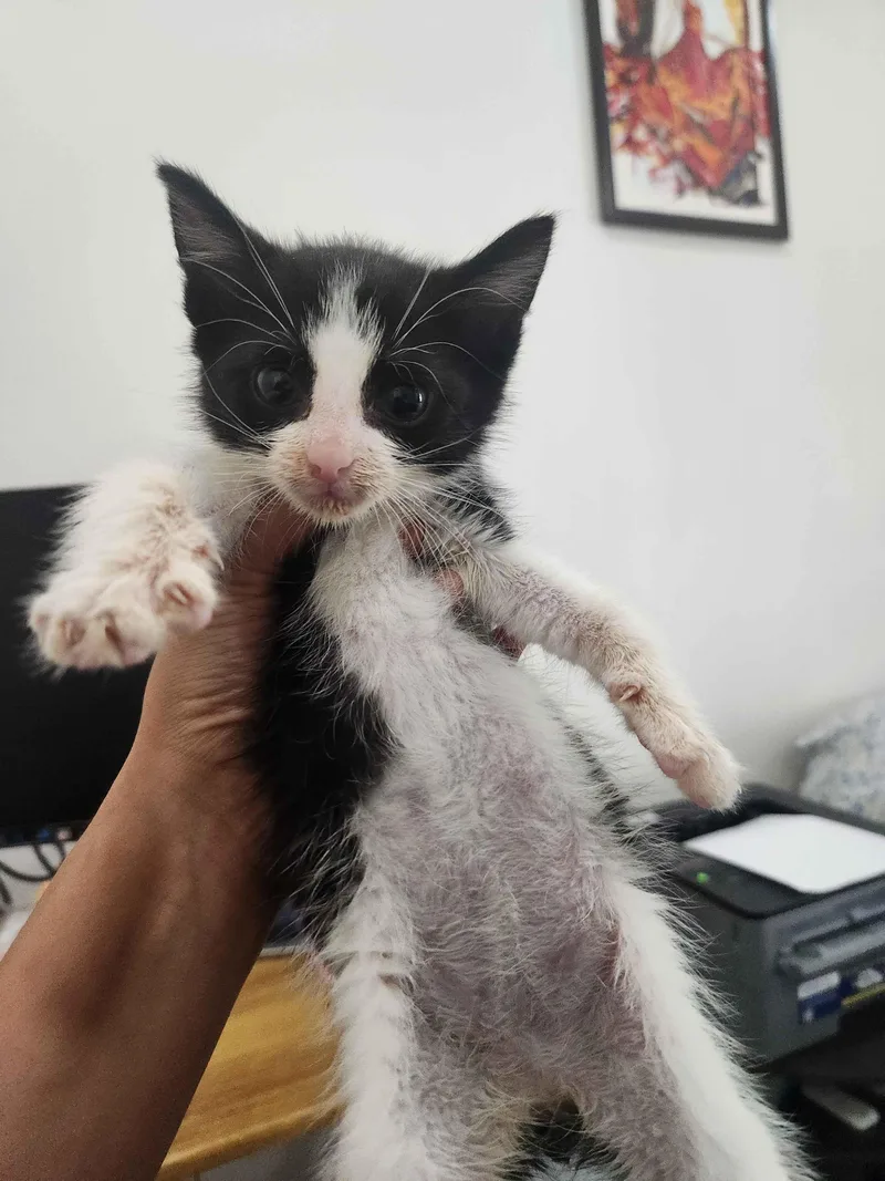 A baby small-sized female Black & White / Tuxedo American Shorthair cat named Cards Crew for adoption in Florham Park, NJ