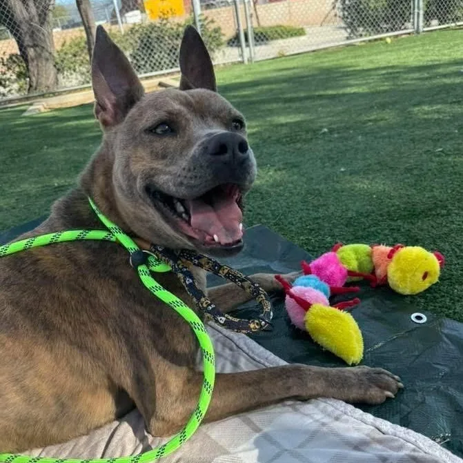 A young medium-sized male Brindle Pit Bull Terrier dog named Wylie for adoption in TEMECULA, CA