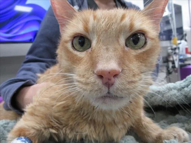 An adult medium-sized male Domestic Short Hair cat named Polnareff for adoption in Derwood, MD