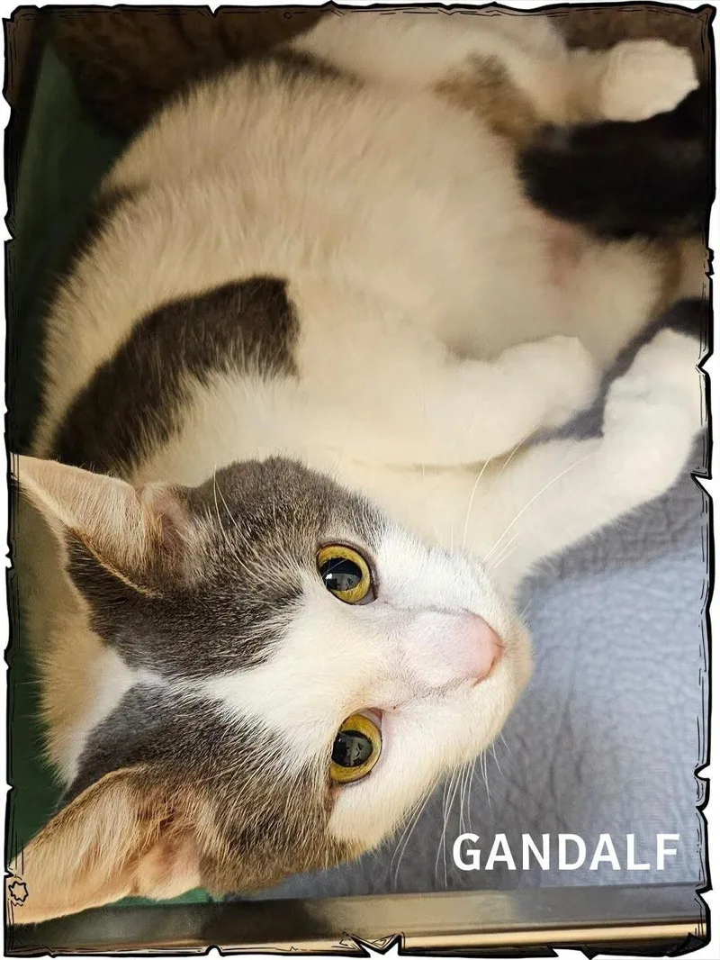 A senior large-sized male Domestic Short Hair cat named Gandalf for adoption in Whiting, IN