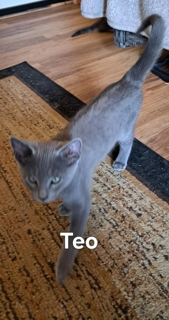 A baby small-sized male Domestic Short Hair cat named Teo for adoption in Plattsburgh, NY