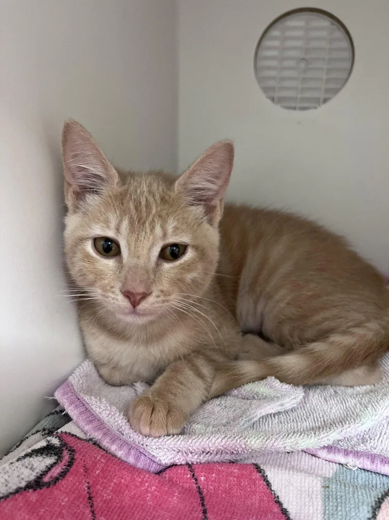 A baby medium-sized female Buff / Tan / Fawn Domestic Short Hair cat named Freya for adoption in Hilton Head Island, SC