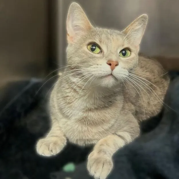 An adult medium-sized female Gray / Blue / Silver Domestic Short Hair cat named Ivy for adoption in Davenport, IA