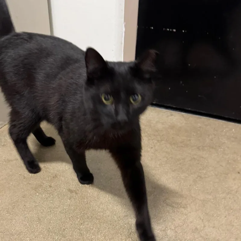 An adult large-sized male Black Domestic Short Hair cat named Demolition Man for adoption in York, PA