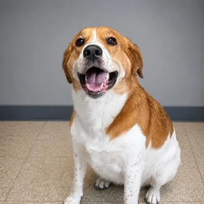 An adult large-sized female Beagle dog named Tubs for adoption in Cumberland, MD