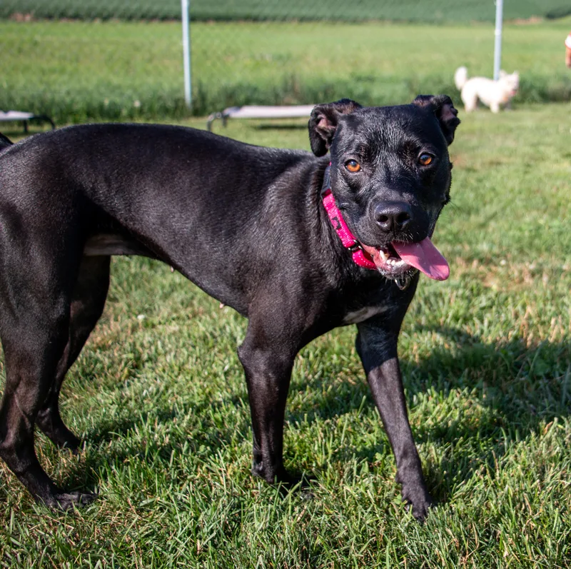 A young medium-sized female Labrador Retriever dog named Whitney Boop for adoption in Houston, TX