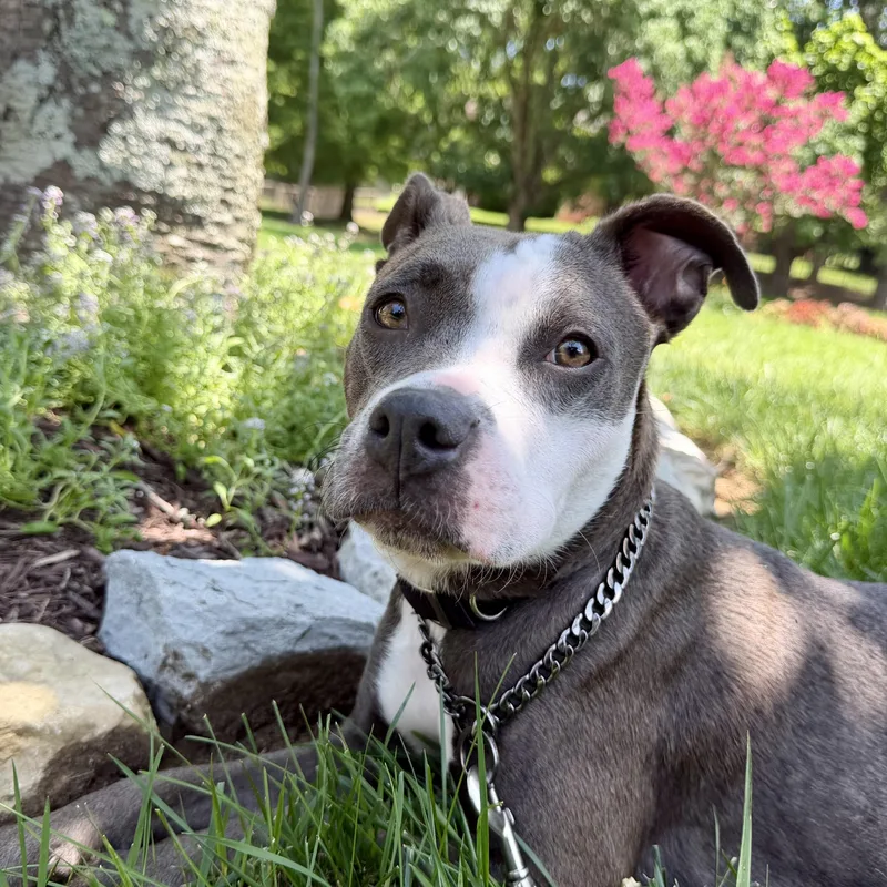 A young medium-sized female Gray / Blue / Silver Pit Bull Terrier dog named Diamond for adoption in Brentwood, TN