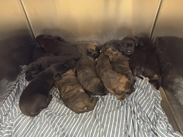 A baby small-sized female German Shepherd Dog dog named French Fry for adoption in Riverside, CA