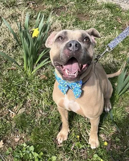 An adult large-sized female Pit Bull Terrier dog named Jenna for adoption in New Hope, PA