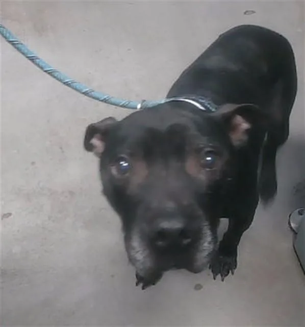 An adult large-sized male Pit Bull Terrier dog named Scar for adoption in Phoenix, AZ