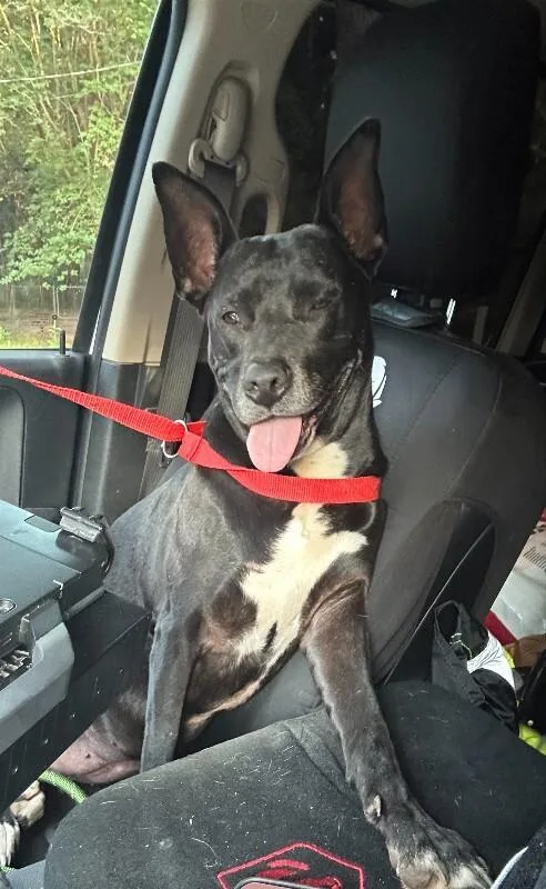 An adult medium-sized female Black Staffordshire Bull Terrier dog named Unicorn for adoption in Mobile, AL
