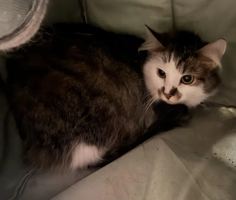 An adult medium-sized female Domestic Medium Hair cat named Mittens for adoption in Elkins, WV