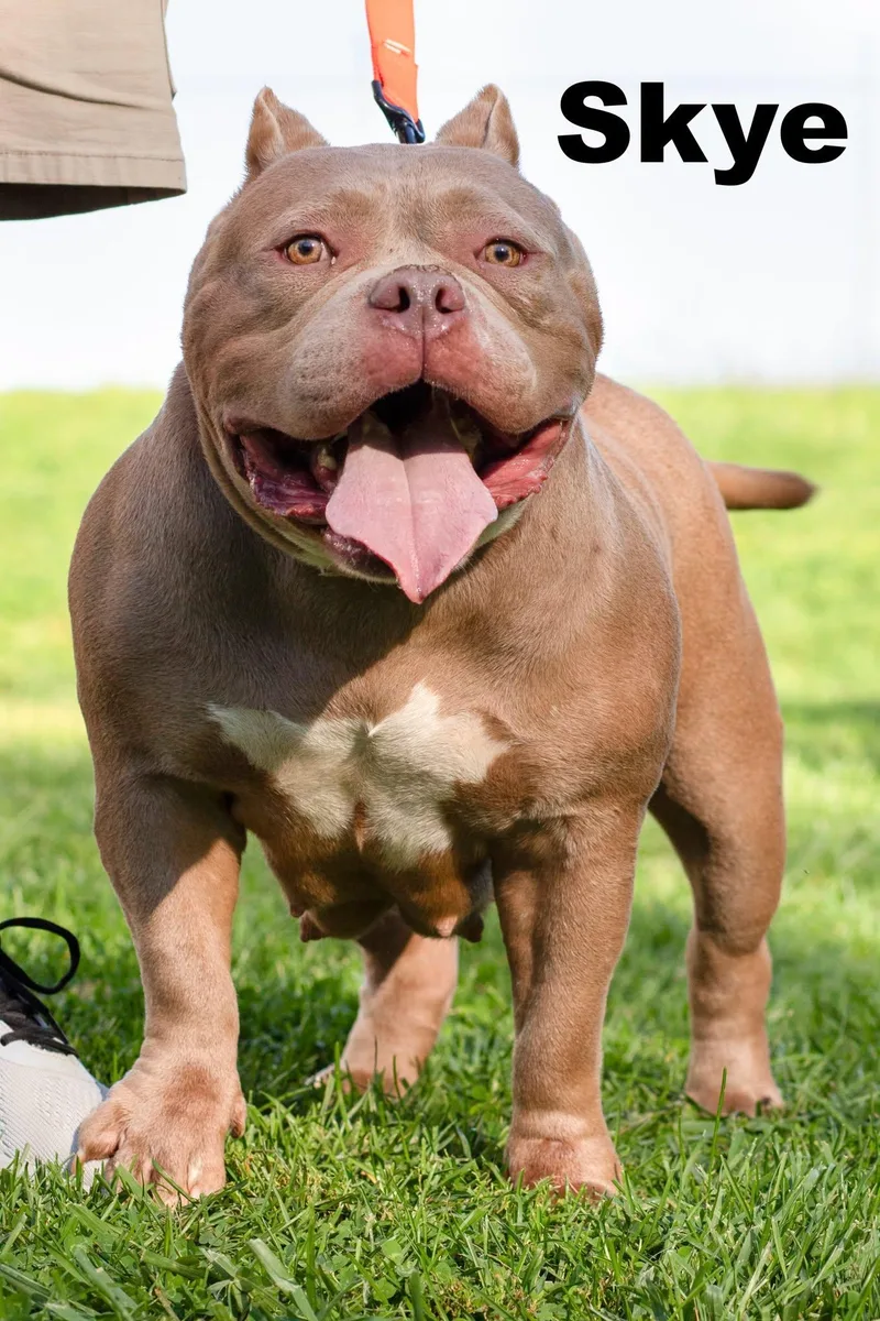 An adult medium-sized female Golden Mixed Breed dog named Skye for adoption in Macomb, IL