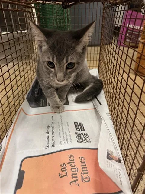 A baby medium-sized male Domestic Short Hair cat named Promise for adoption in Van Nuys, CA