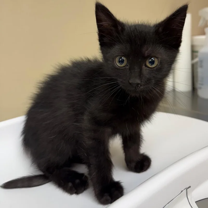 A baby small-sized male Black Domestic Short Hair cat named Coal for adoption in Birmingham, AL